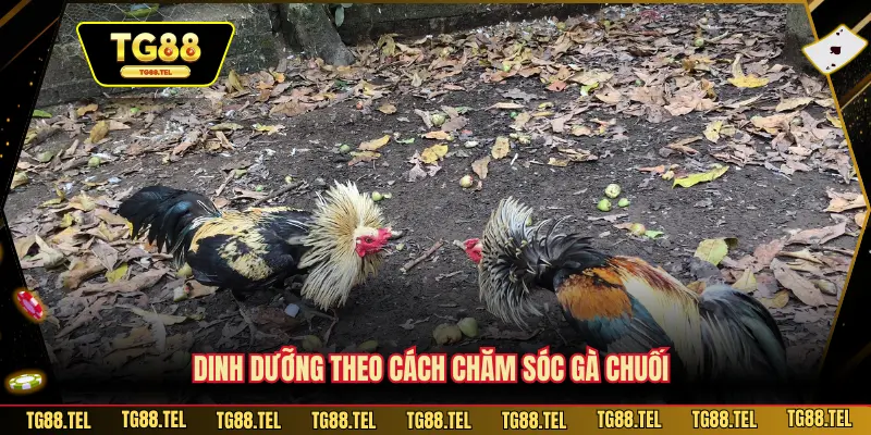 Dinh dưỡng theo cách chăm sóc gà chuối